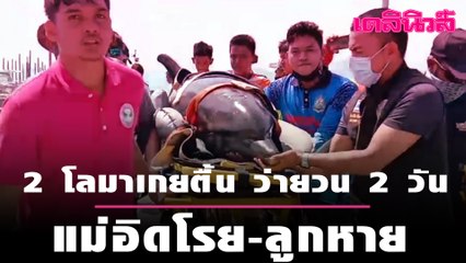ลุ้นช่วย 2 โลมาเกยตื้น ว่ายวนอ่าว2วัน แม่อิดโรย-ลูกหาย  | Dailynews | 220164