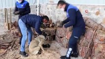 Donmak üzereyken bulunan köpek ve yavruları barınağa yerleştirildi
