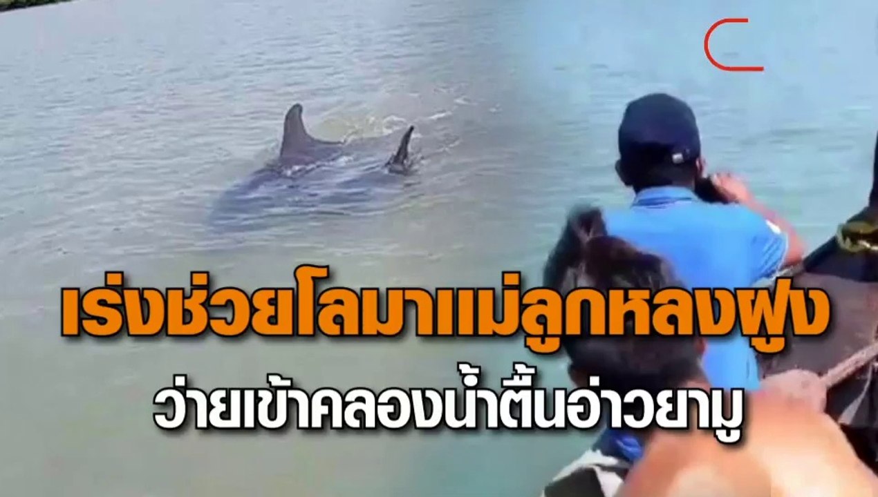 เร่งช่วยโลมาแม่ลูกหลงฝูง ว่ายเข้าคลองน้ำตื้นอ่าวยามู