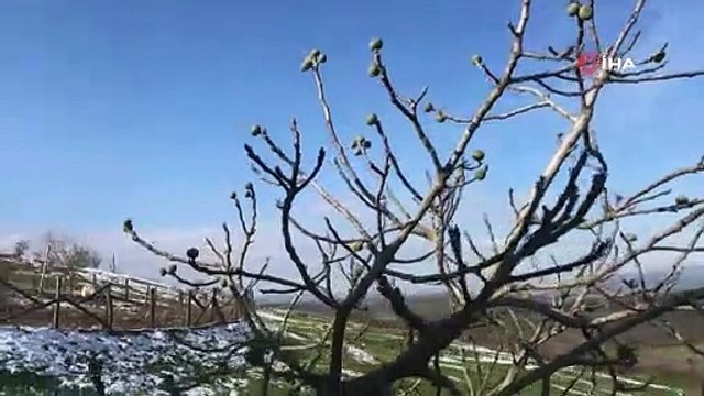İncir ağacı Ocak ayında meyve verdi