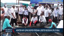 Menteri KKP Lepas Ekspor Perdana Lobster Budidaya GPLI DiBali