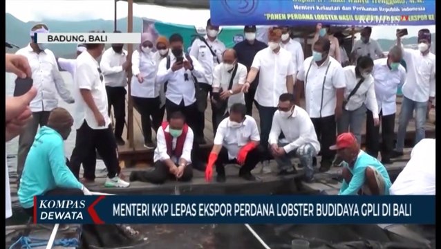 Menteri KKP Lepas Ekspor Perdana Lobster Budidaya GPLI DiBali