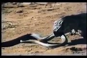 Rồng Komodo 'hạ đo ván' rắn hổ mang cực độc