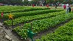 Tondo football field turned into vegetable farm