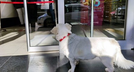 Sahibini 5 gündür hastane kapısında bekleyen köpek