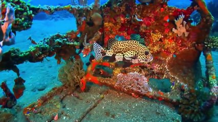 رحلة الى اعماق البحر