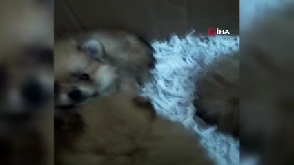 Evcil hayvan kaçakçılarının yöntemi ‘pes’ dedirtti