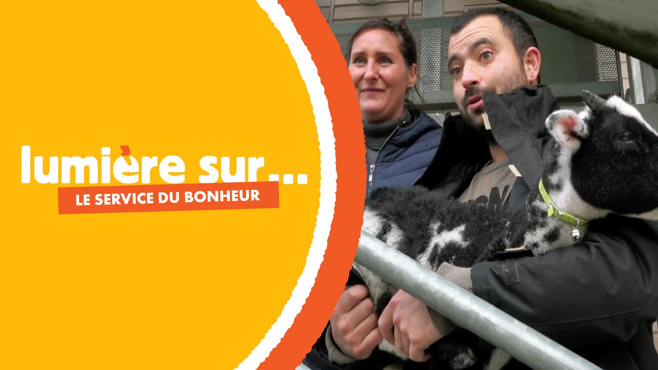 Adoptez un mouton pour tondre votre pelouse