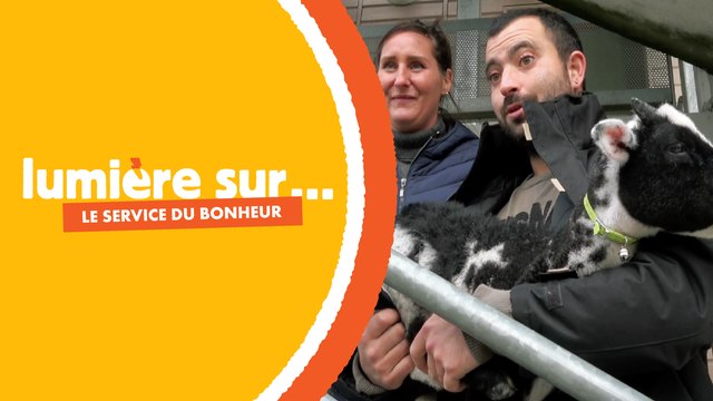 Adoptez un mouton pour tondre votre pelouse