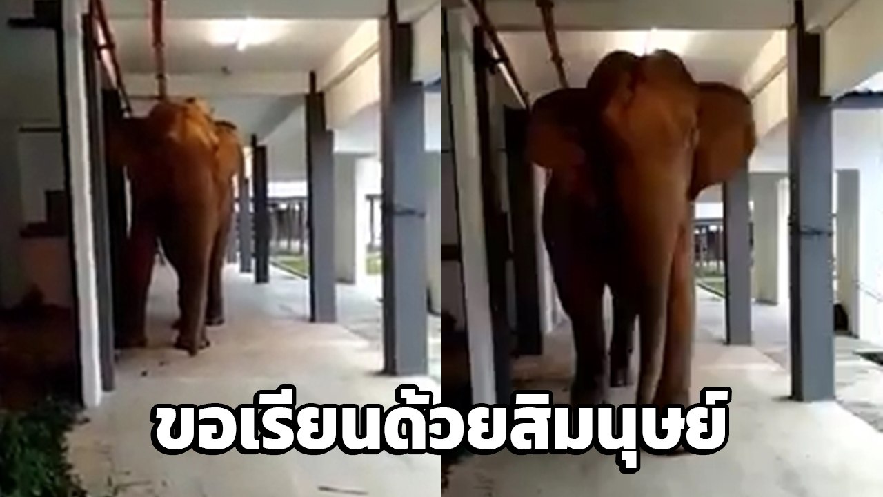 นาทีระทึก ช้างป่าบุกโรงเรียน เดินประจันหน้าคนถ่...