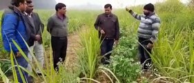 शाहजहांपुर: किसान ने दी गन्ने की बुवाई ट्रेंच विधि से करने की जानकारी