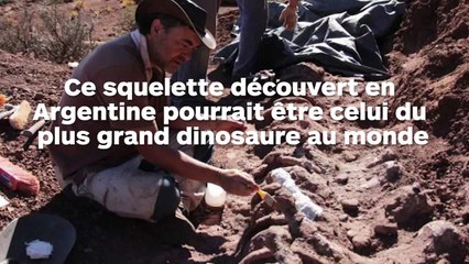 Ce dinosaure pourrait être le plus grand jamais découvert jusqu'ici !