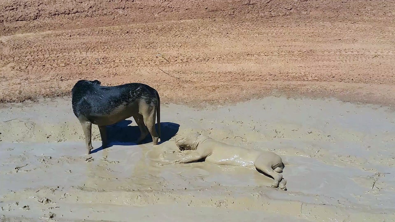 Puppy Cools off in Muddy Puddle