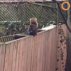 Insolite : elle voit un écureuil avec un couteau