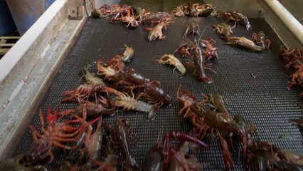How To Eat Boiled Crawfish