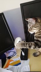 Feline Has Fun with Fan