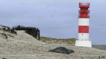 Süß, aber gefährlich: Kegelrobben auf Helgoland