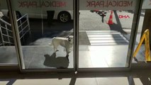 Una perra espera a su dueño una semana en la puerta de un hospital turco