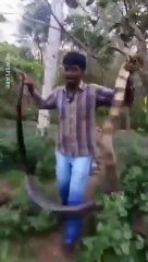 Cet indien capture un énorme Cobra Royal dans la rivière