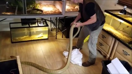 Pas simple de mettre un cobra royal dans son vivarium