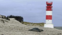 Cute but dangerous: grey seals on Helgoland