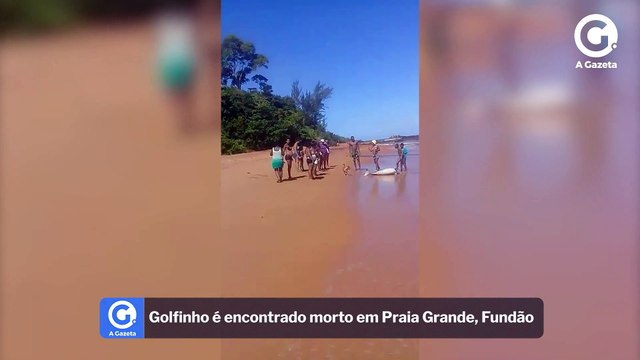 Golfinho é encontrado morto em Praia Grande, Fundão