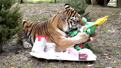 Meowy Big Cat Christmas