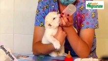 los VIDEOS de ANIMALES mas CHISTOSOS DIVERTIDOS y TIERNOS-COMPILACION de ANIMALES