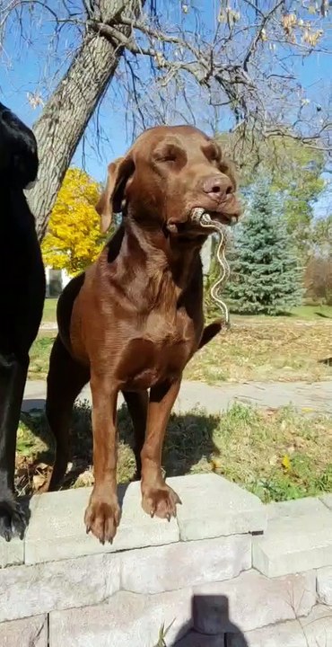 Pup Shows Off Slithering Prize