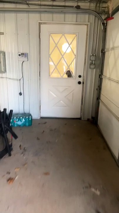 Puppy Creates Massive Mess