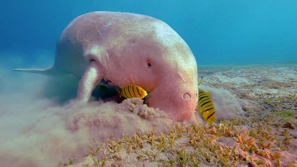 The Dugong Eating in Marsa Alam