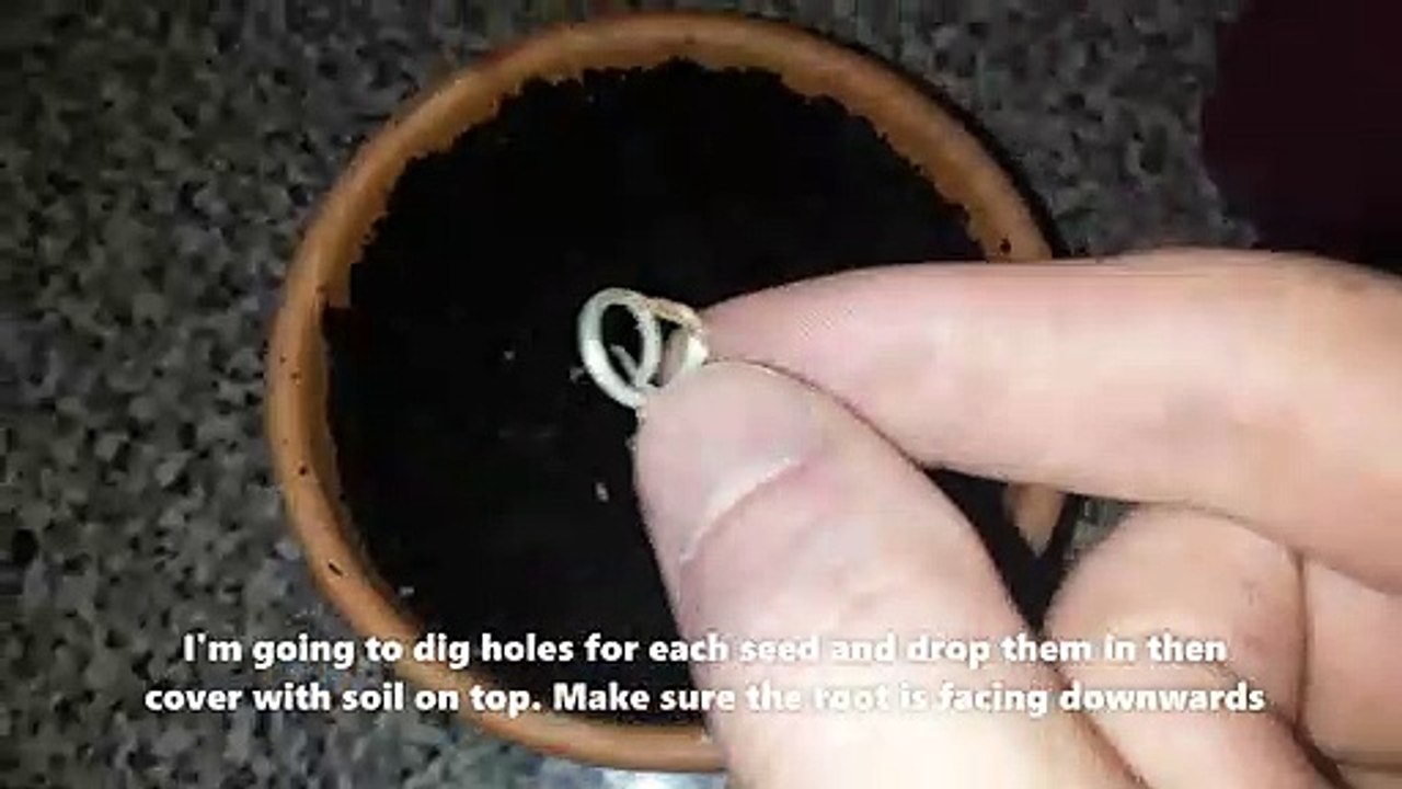 Plant Apple Seeds To Grow Apple Trees =)