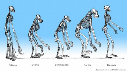 ما هي أوجه الشبه بين الإنسان والشمبانزي؟
