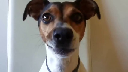 TOP 10 dog barking videos compilation 2021 ♥ Dog barking sound - Funny dogs