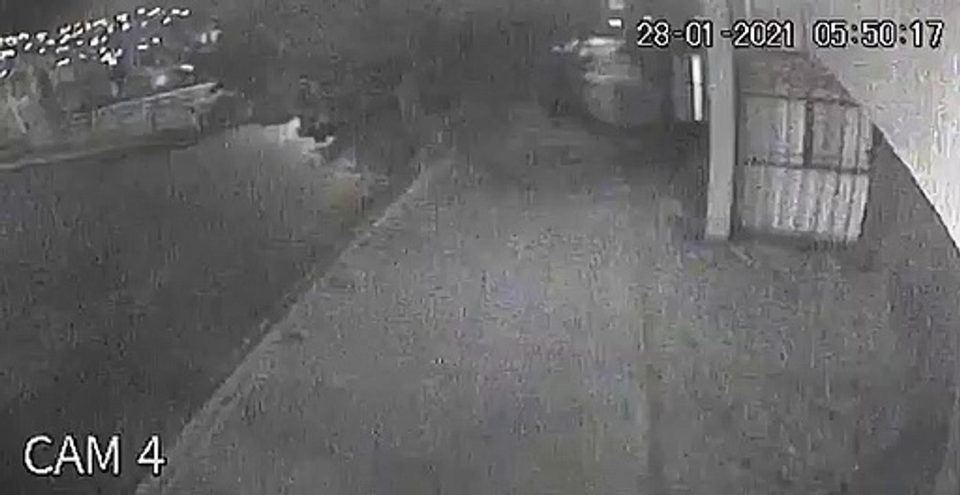 Árbol cedió ante los fuertes vientos en Pachuca