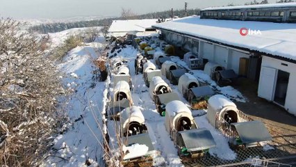 Dünyaya gözlerini yeni açan buzağılar karla tanıştı