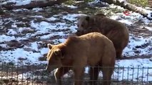 Türkiye’nin tek ayı barınağındaki ayılar kış uykusuna yatmadı; günde 400 kilo yiyecek veriliyor