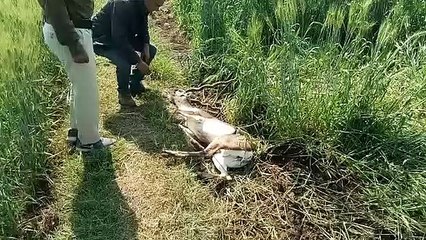शाजापुर: घायल हिरण का इलाज करवा कर मानवता का दिया परिचय