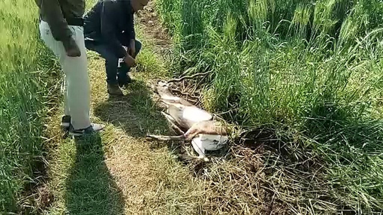 शाजापुर: घायल हिरण का इलाज करवा कर मानवता का दिया परिचय