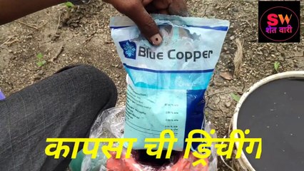 कापसाची पहिली ड्रीचींग.(पांढरा मुळी ला सशक्त ठेवण्यासाठी कापसाला ड्रीचिंग) Cotton crop Drenching.
