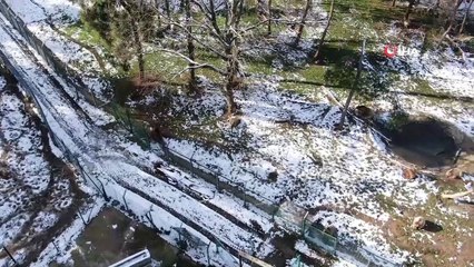 Kış geldi, ayıların yine uykusu gelmedi