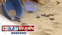 100 pawikan hatchlings, pinakawalan sa Davao City; Higit 4,800 pawikan hatchlings simula 2014