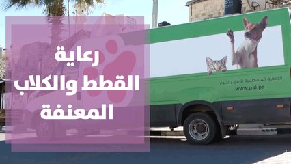 قطط وكلاب معنفة تتلقى الرعاية في الجمعية الفلسطينية للرفق بالحيوان