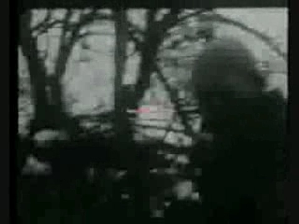 Schäferhund vs Wolf