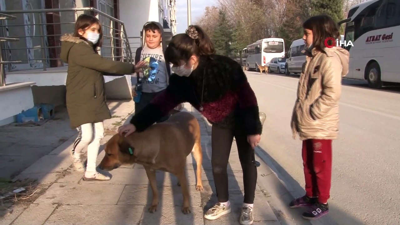 Hayvanseverler ile ev sahibi arasındaki tartışma kamerada...Ev sahibi kulübelerden rahatsız olunca olan sokak hayvanlarına oldu