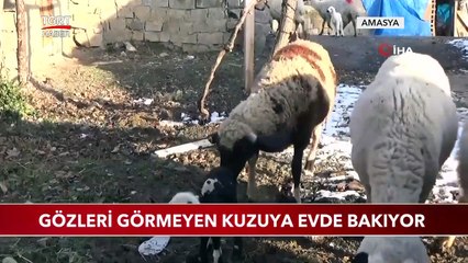 Gözleri Görmeyen Kuzuya Evde Bakıyor