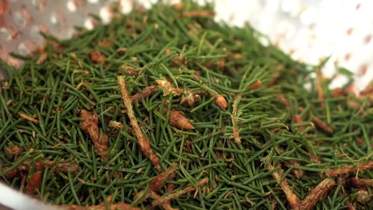 Ein zweites Leben als Tonic: Estnische Brennerei verarbeitet Weihnachtsbäume