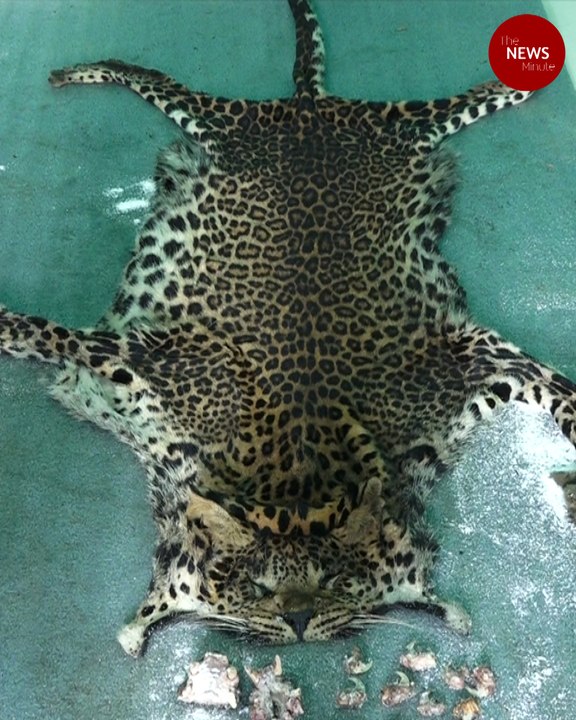 Five Kerala men arrested for hunting and eating leopard