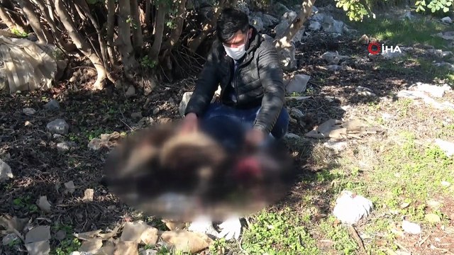 Pitbull cinsi köpekler ağılda adeta katliam yaptı: 6 koyun telef oldu