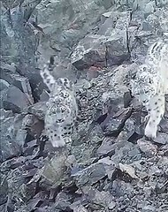 Two Snow Leopards